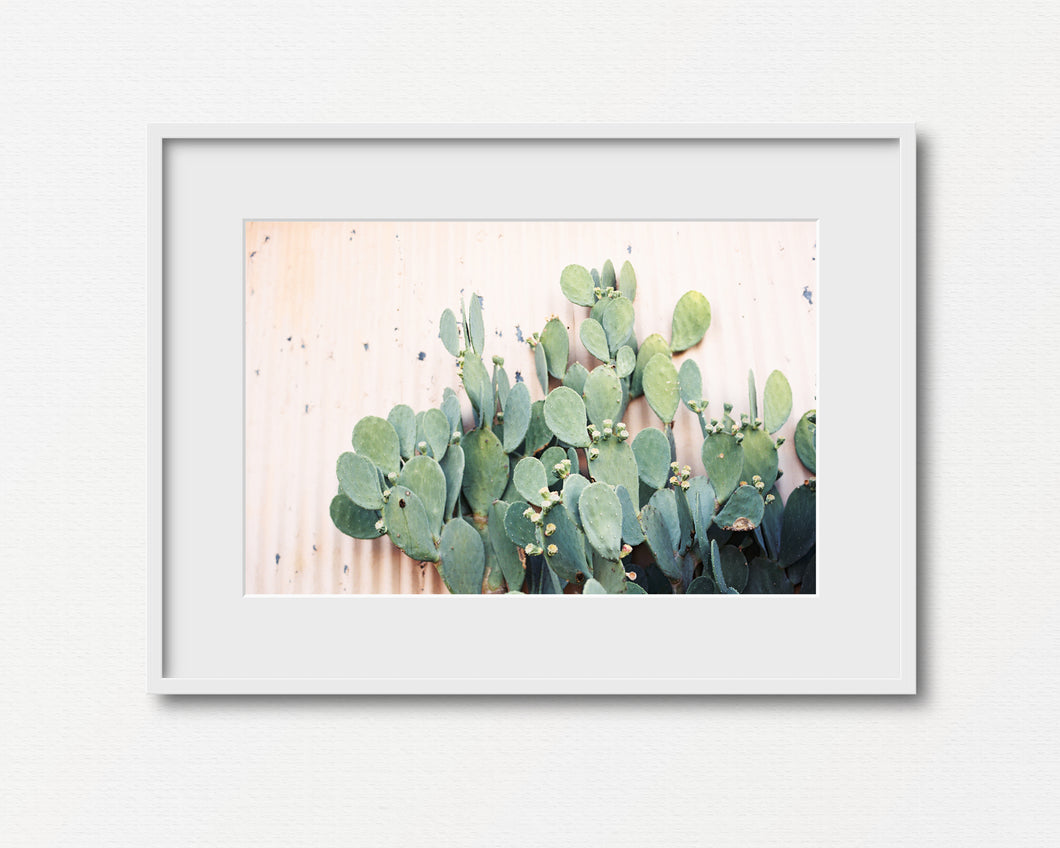 Desert Still Life