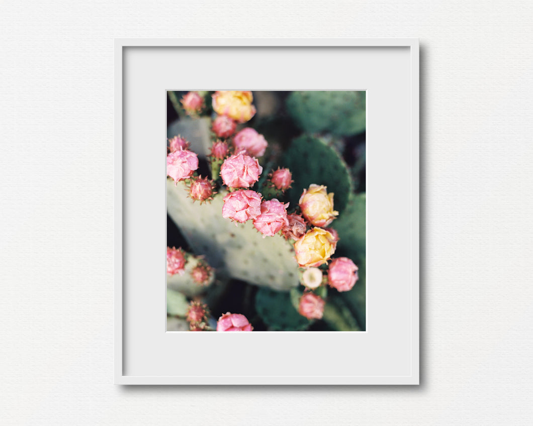 Prickly Pear on Portra