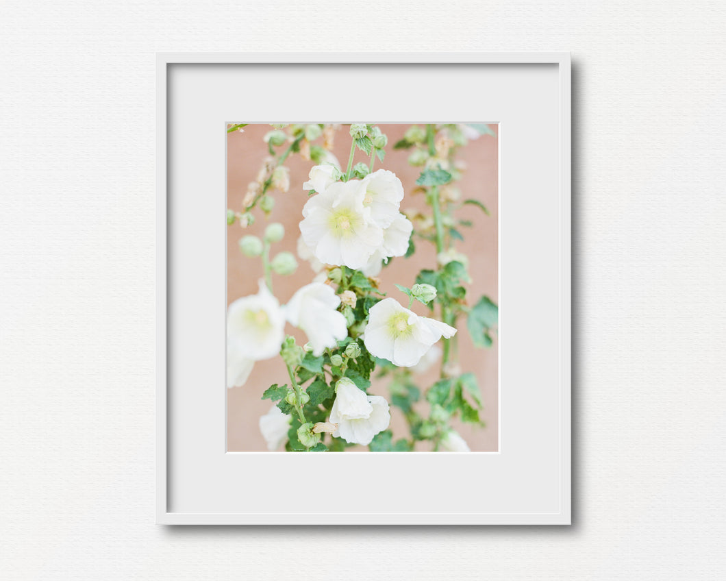 Hollyhocks