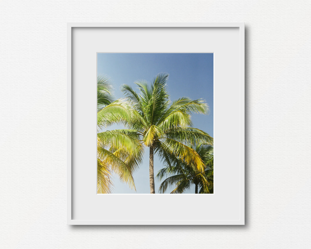 Mexican Palm