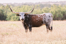 Load image into Gallery viewer, Longhorn Lady Print
