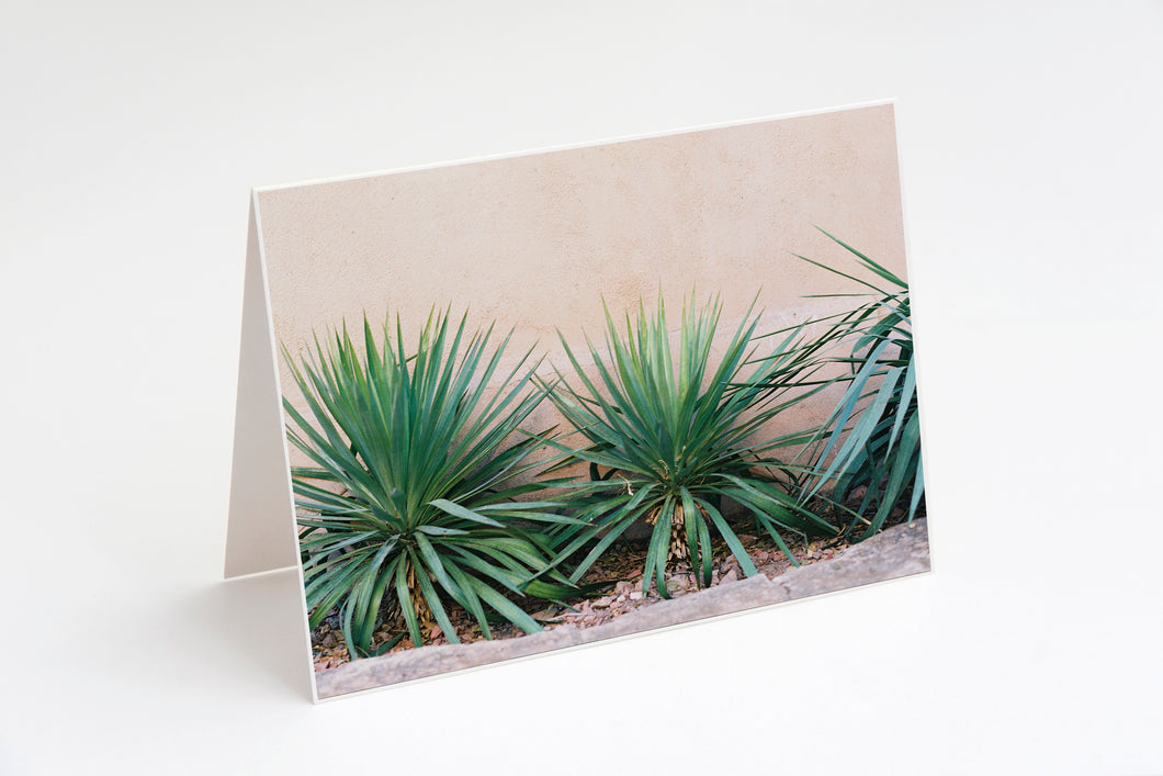 Cacti Greeting Card Collection