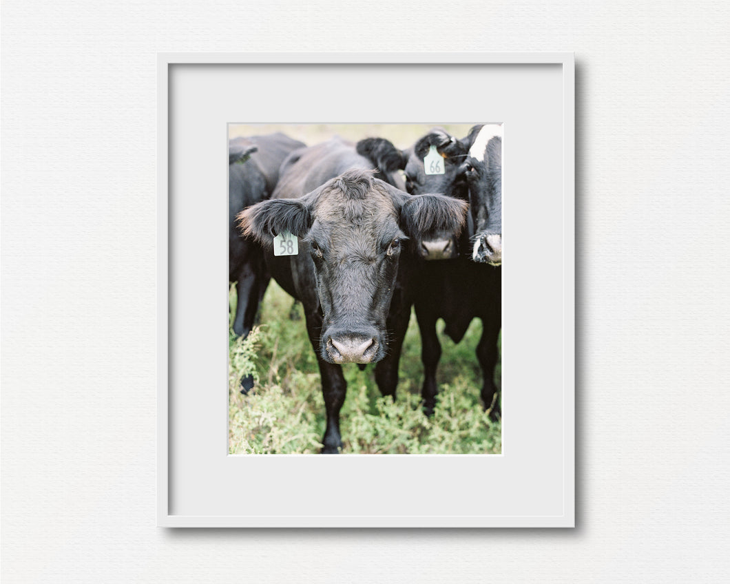 Cow #58 Print
