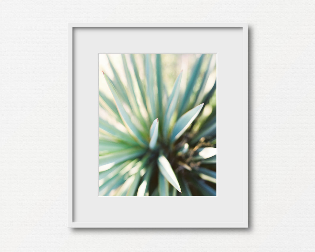 Cacti Verde Print